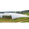 PLASTICO DE INVERNADERO 3 ANCHOX 100  MTS. CALIBRE 6